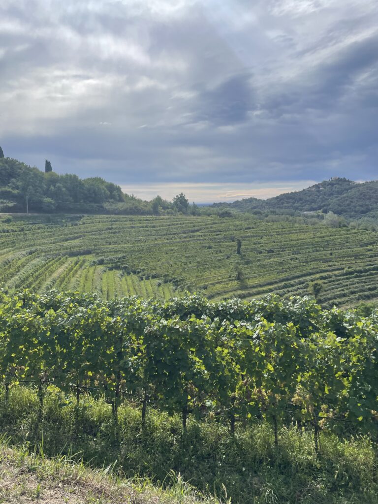Montevecchia Vinyard